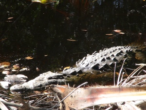 Croc sunning himself in the lagoon